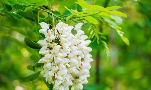 柴胡价格走向-中药材柴胡价格走势库存网 - 网站提供柴胡药材市场价多少钱一斤小常识、中药材柴胡价格行情